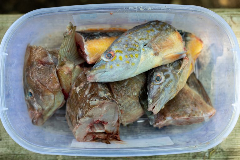 Plastic tub of fish heads