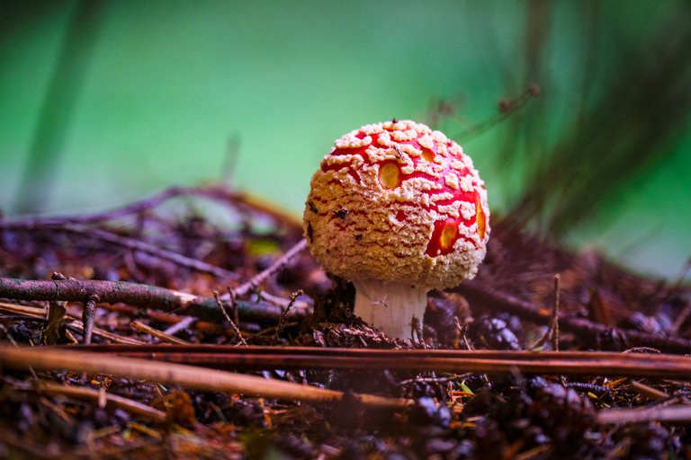 Large red mushroom amoung twigs and leaves on the forest floor