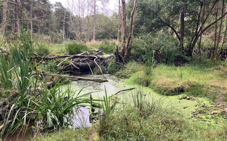 Broken section of a beaver dam.