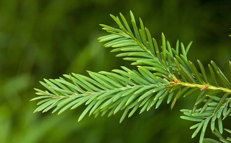 Close-up of green yew needles arranged in two rows along a branch.
