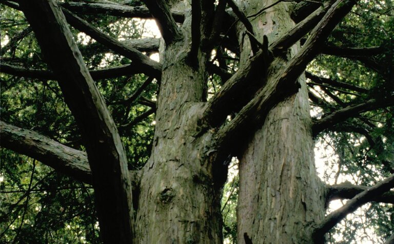 Ancient yew tree with thick, branching trunks and spreading limbs.